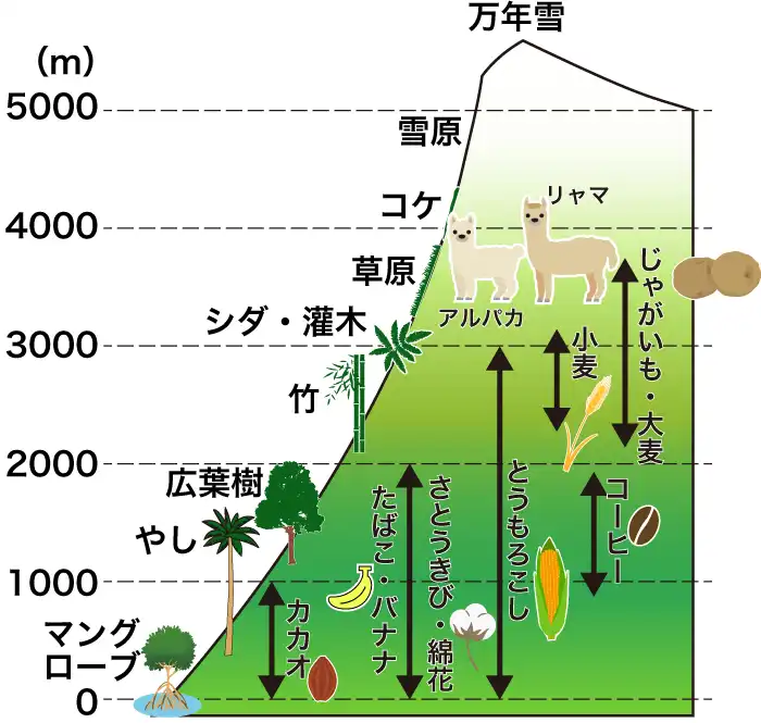 アンデスの農業