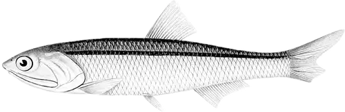 アンチョビー（カタクチイワシ）