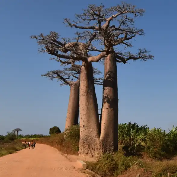 バオバブ