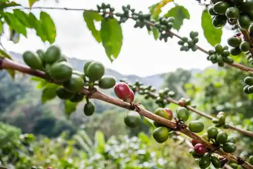 ブルーマウンテン