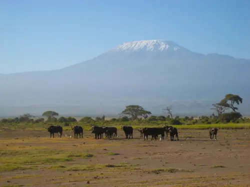 キリマンジャロ（ケニア側）とバッファロー