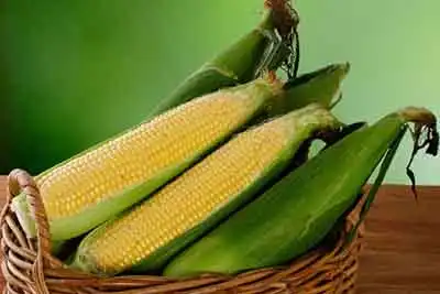 トウモロコシ