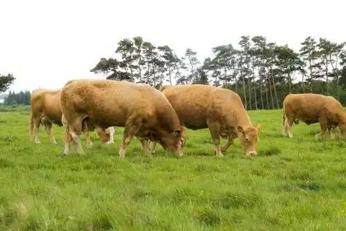 デンマークの酪農場
