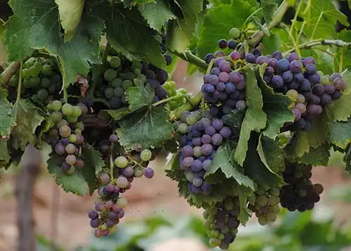 ブドウ