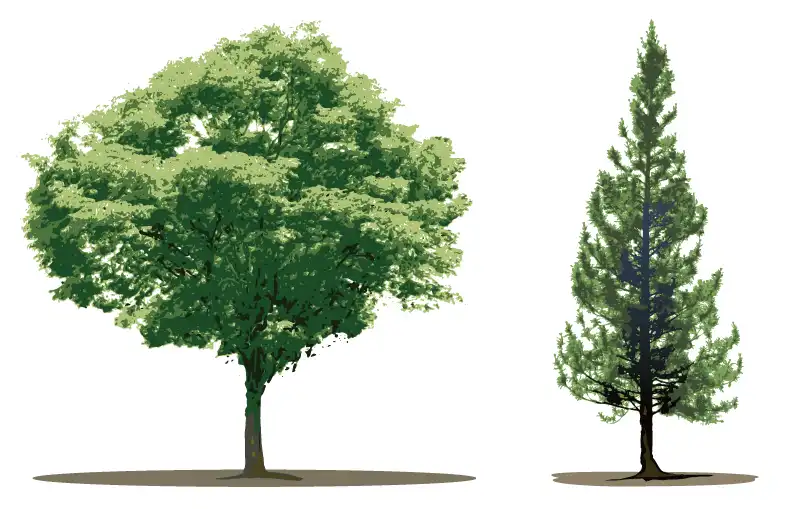 広葉樹（左）・針葉樹（右）