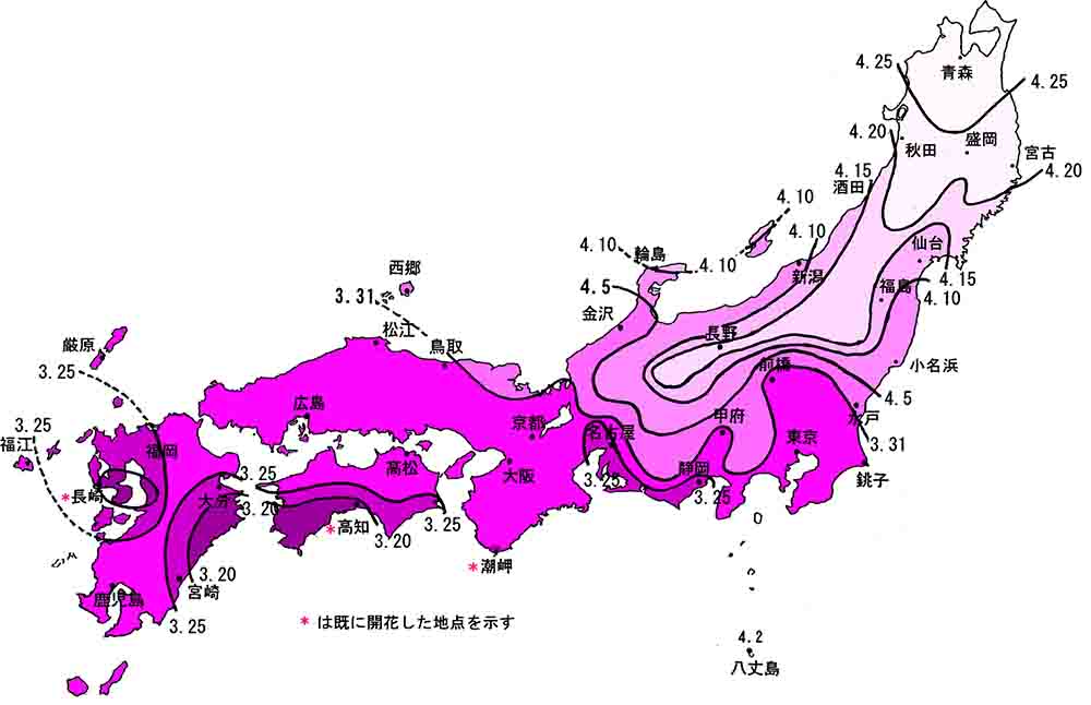 さくらの開花時期