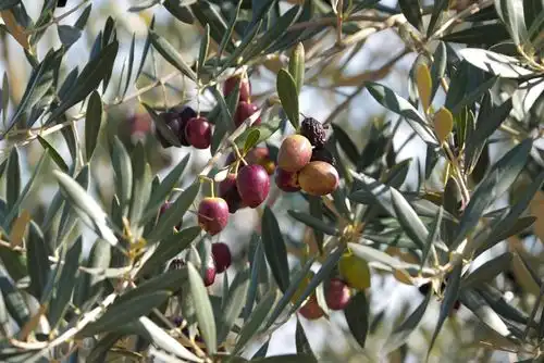 オリーブ