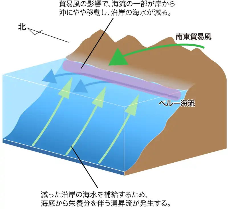 ペルー海流と湧昇流