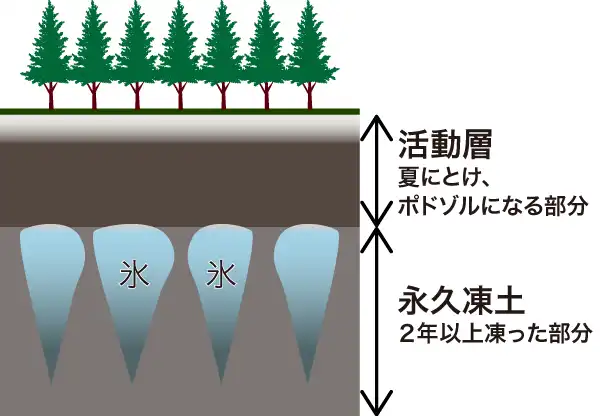 ポドゾルと永久凍土の関係