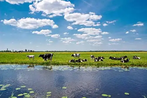 ポルダーでの酪農