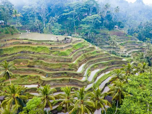 インドネシアの棚田