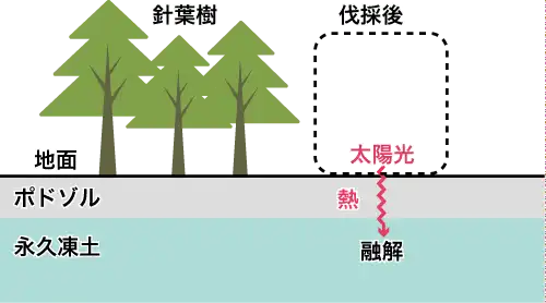 タイガの伐採後