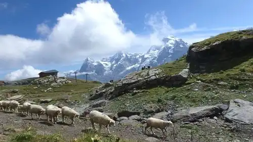 スイスの移牧