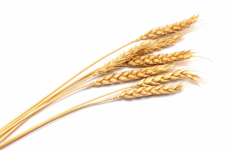 小麦